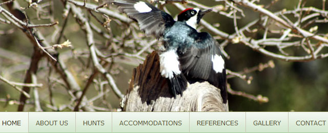 Nature inspired website design